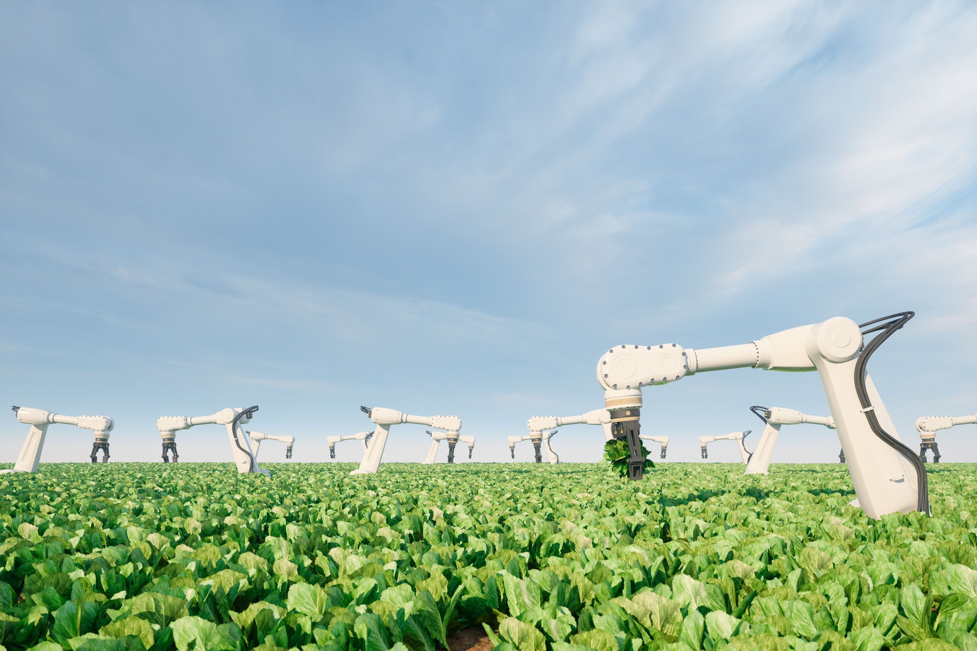 Technologie agricole automatique avec des robots récoltant des légumes dans la ferme. Concept d’agriculture intelligente et d’intelligence artificielle.